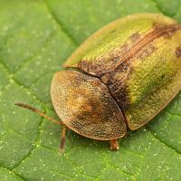 Green Tortoise Beetle 1 